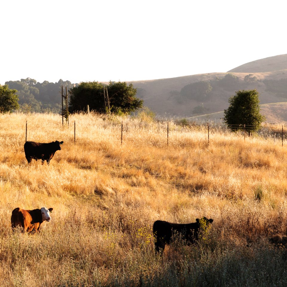 California countryside in the Paso Robles/Templeton/Alacadero region. Original image from Carol M. Highsmith’s America, Library of Congress collection.