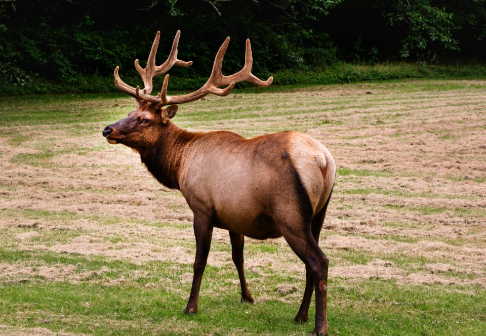Roosevelt Elk roam in Orick, California. Original image from Carol M. Highsmith’s America, Library of Congress collection.