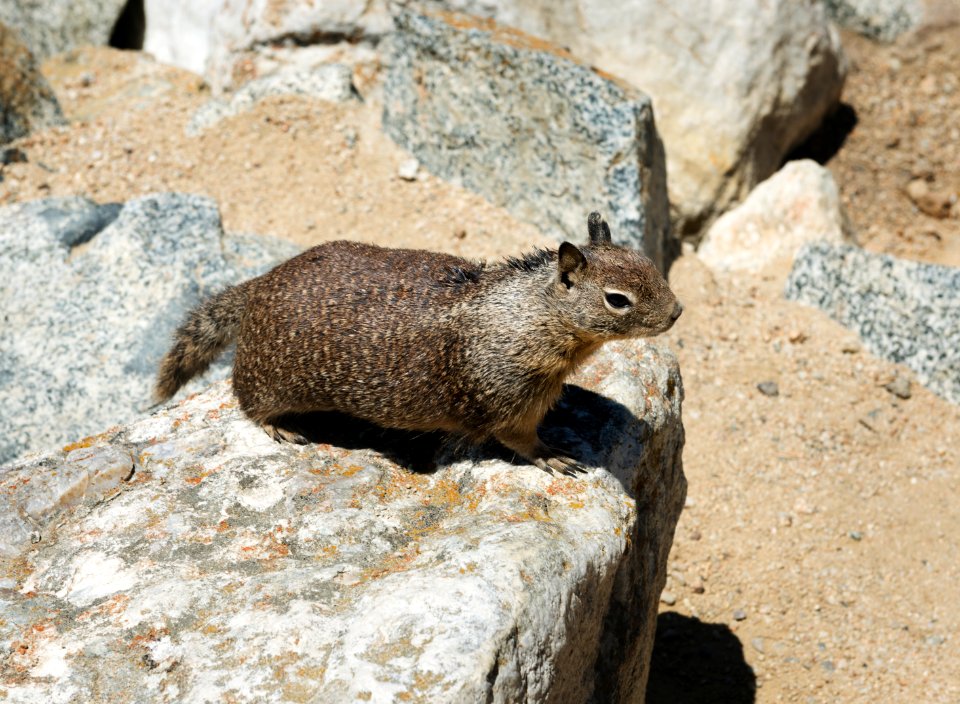 This view of a ground squirrel is a common sight along the Pacific Coast. Original image from Carol M. Highsmith’s America, Library of Congress collection.