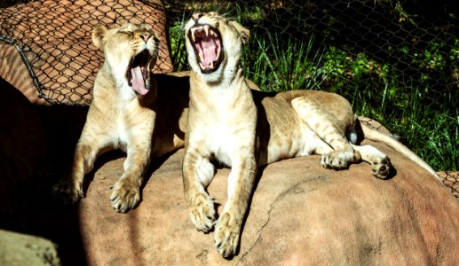 Two lionesses are less than excited about their chance to star in a photo shoot at the Santa Barbara, California, zoo. Original image from Carol M. Highsmith’s America, Library of Congress collection.