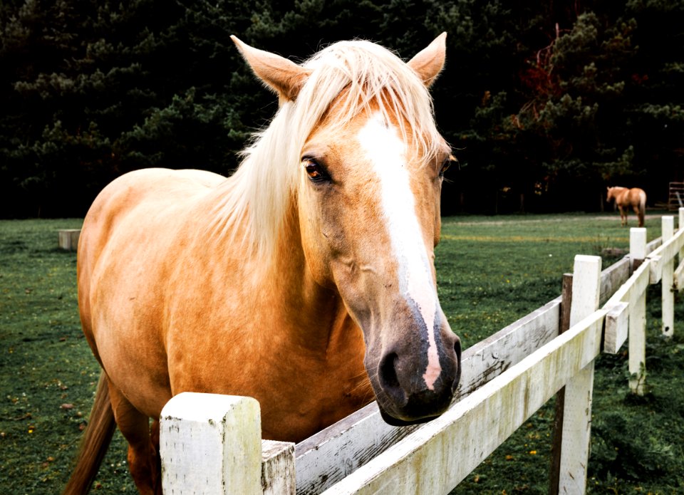 Horse in Orick, California. Original image from Carol M. Highsmith’s America, Library of Congress collection.
