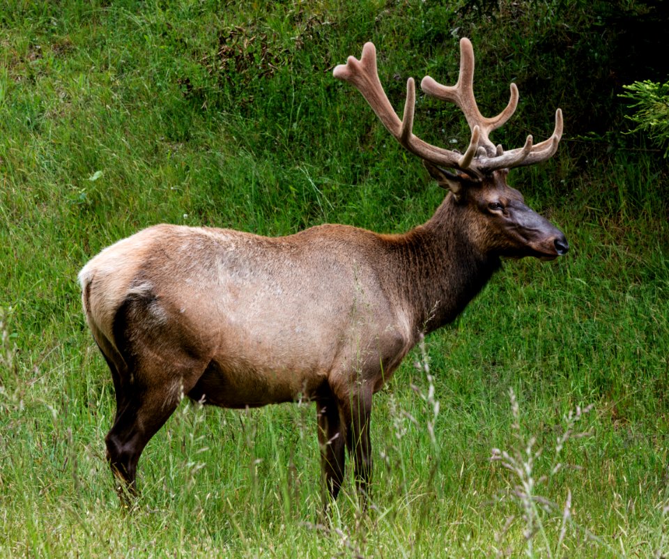 Northern California elk. Original image from Carol M. Highsmith’s America, Library of Congress collection.