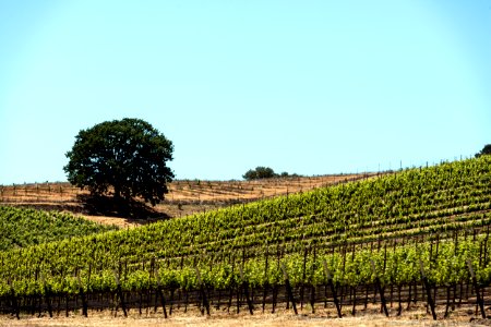 Vineyard in Napa Valley, California. Original image from Carol M. Highsmith’s America, Library of Congress collection.