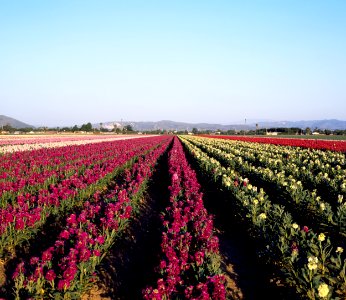 Commercially grown flowers in California field. Original image from Carol M. Highsmith’s America, Library of Congress collection.