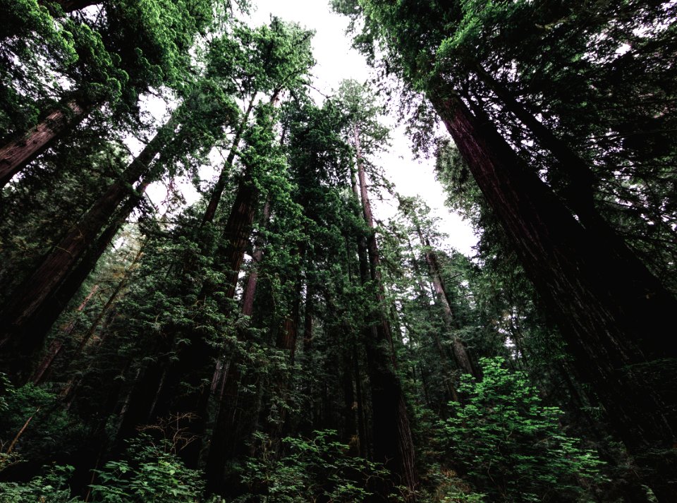 Bottom up view of tall trees at Redwood National and State Parks, United States, Northern California. Original image from Carol M. Highsmith’s America, Library of Congress collection.