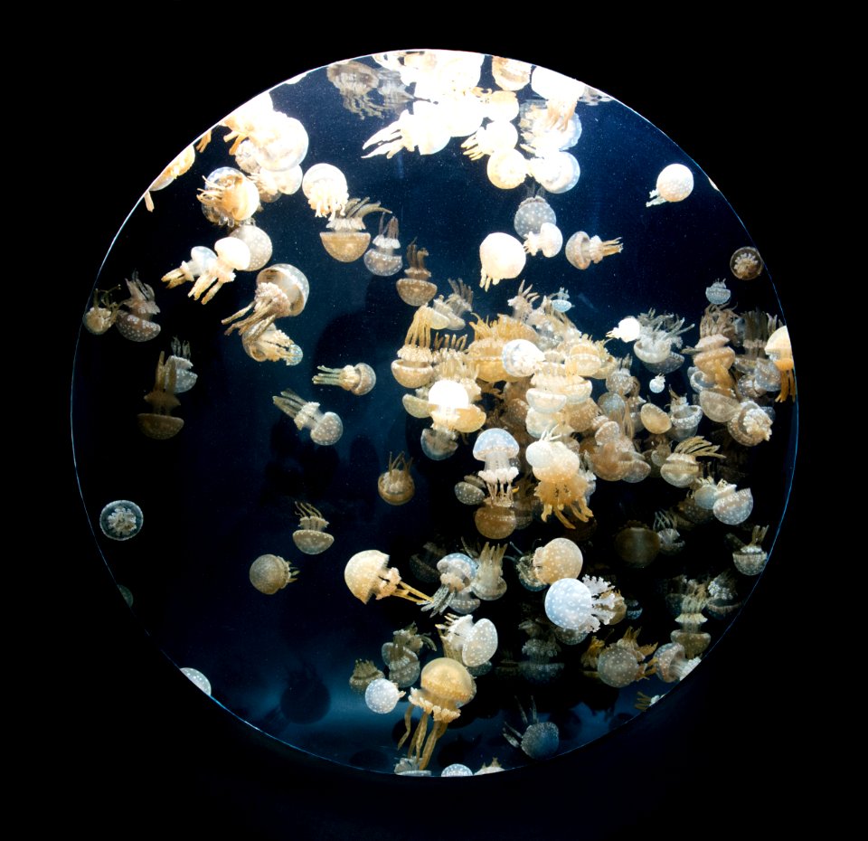 For displaying jellyfish, The Monterey Bay Aquarium uses a Kreisel tank, which creates a circular flow to support and suspend the jellies. Original image from Carol M. Highsmith’s America, Library of Congress collection.