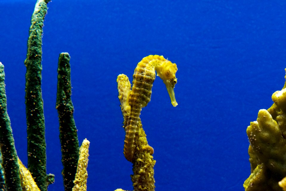 Seahorse. Original image from Carol M. Highsmith’s America, Library of Congress collection.