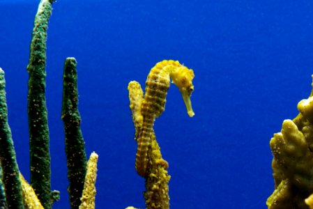 Seahorse. Original image from Carol M. Highsmith’s America, Library of Congress collection. photo