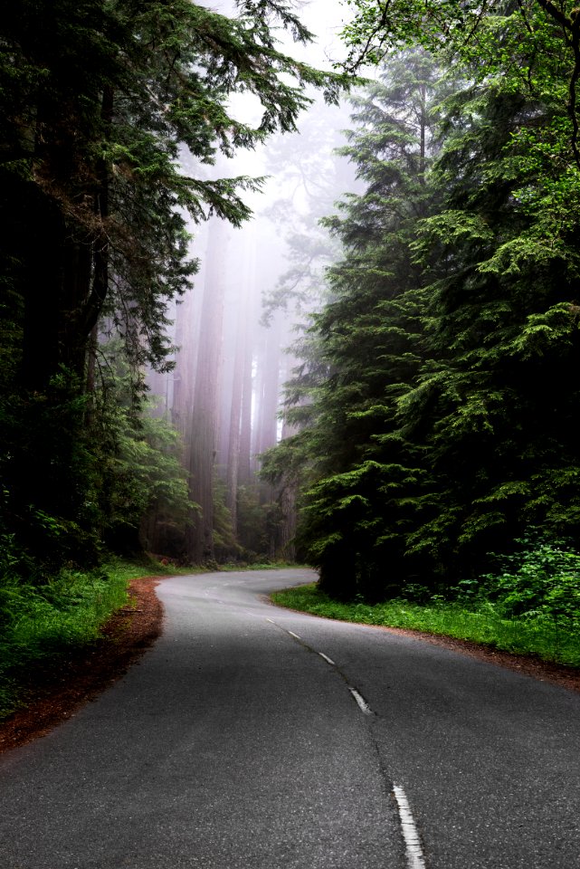 Redwood National and State Park on U.S. 101 in Northern California. Original image from Carol M. Highsmith’s America, Library of Congress collection.