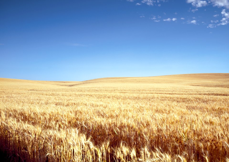 Classic Kansas field of waving wheat. Original image from Carol M. Highsmith’s America, Library of Congress collection.