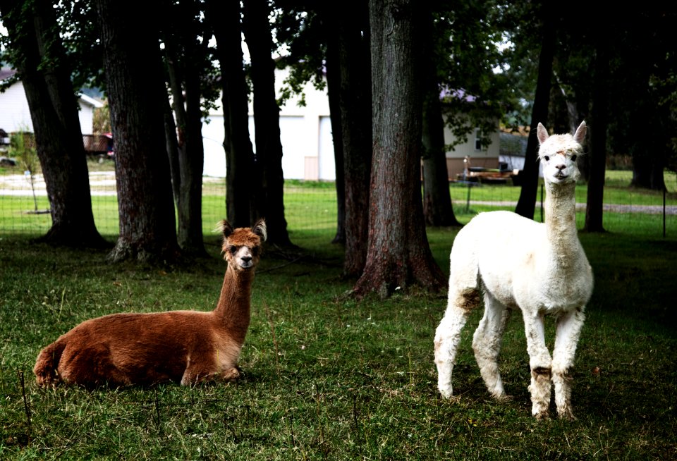 Llamas peer at a passerby from their copse on a farm near Plato in LaGrange County, Indiana. Original image from Carol M. Highsmith’s America, Library of Congress collection.
