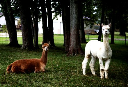Llamas peer at a passerby from their copse on a farm near Plato in LaGrange County, Indiana. Original image from Carol M. Highsmith’s America, Library of Congress collection. photo