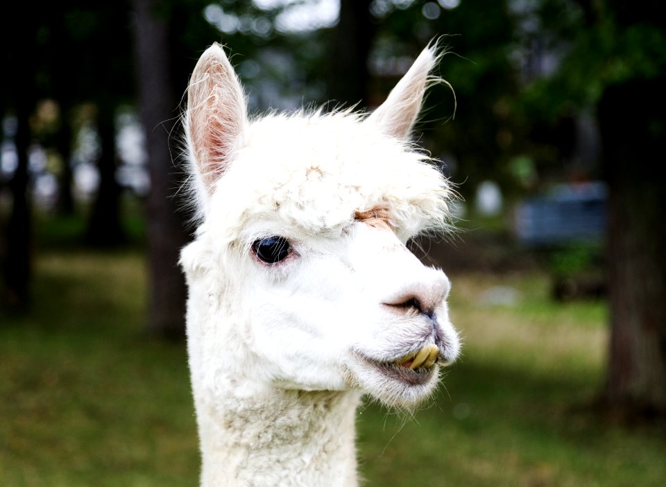 A llama peers at a passerby from its copse on a farm near Plato in LaGrange County, Indiana. Original image from Carol M. Highsmith’s America, Library of Congress collection.