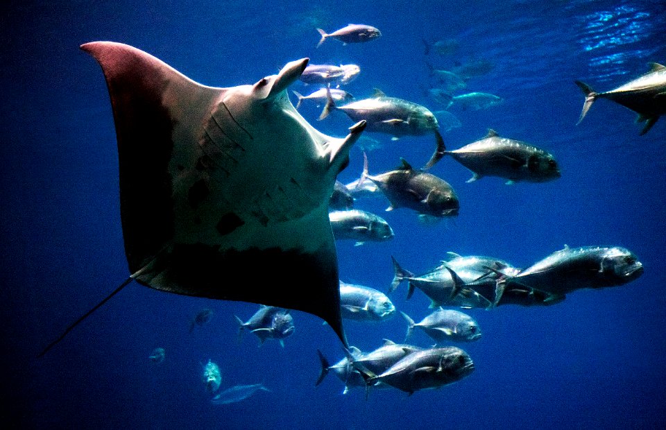 Living exhibit at the Georgia Aquarium in Atlanta. Original image from Carol M. Highsmith’s America, Library of Congress collection.