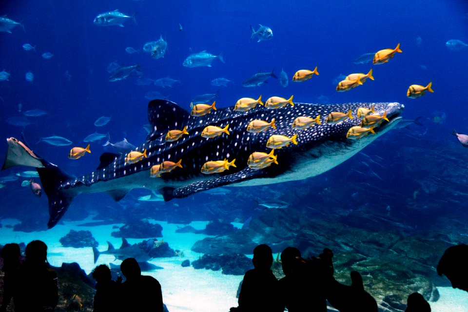 Whale Shark at Georgia Aquarium in Atlanta. Original image from Carol M. Highsmith’s America, Library of Congress collection.