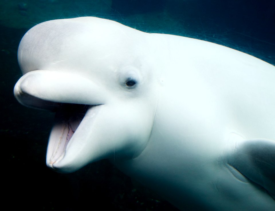 Baluga Whales at Mystic Aquarium. Original image from Carol M. Highsmith’s America, Library of Congress collection.
