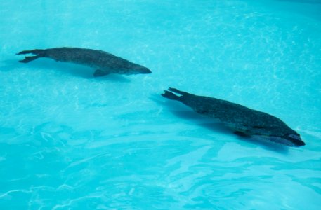 Northern fur seal at Mystic Aquarium. Original image from Carol M. Highsmith’s America, Library of Congress collection. photo