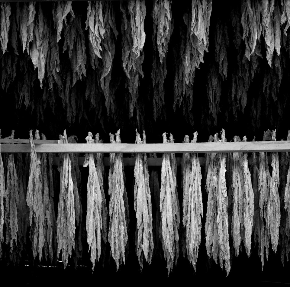 Tobacco Barns in Suffield, Connecticut. Original image from Carol M. Highsmith’s America, Library of Congress collection. photo