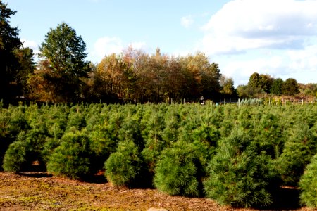 Christmas tree farm located in Suffield, Connecticut. Original image from Carol M. Highsmith’s America, Library of Congress collection.