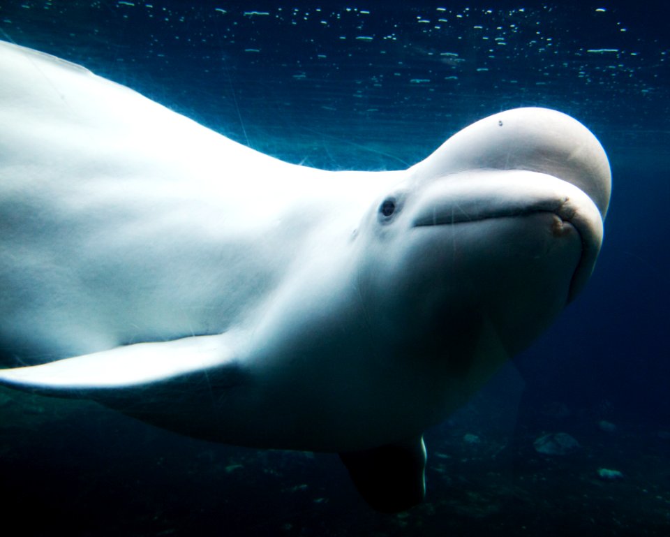 Baluga Whales at Mystic Aquarium. Original image from Carol M. Highsmith’s America, Library of Congress collection.
