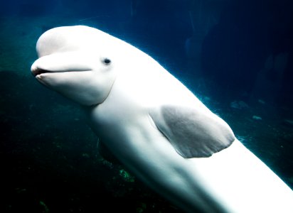 Baluga Whales at Mystic Aquarium. Original image from Carol M. Highsmith’s America, Library of Congress collection.