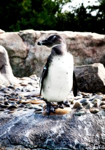 Penguin at the Mystic Aquarium, Inc. Original image from Carol M. Highsmith’s America, Library of Congress collection. photo