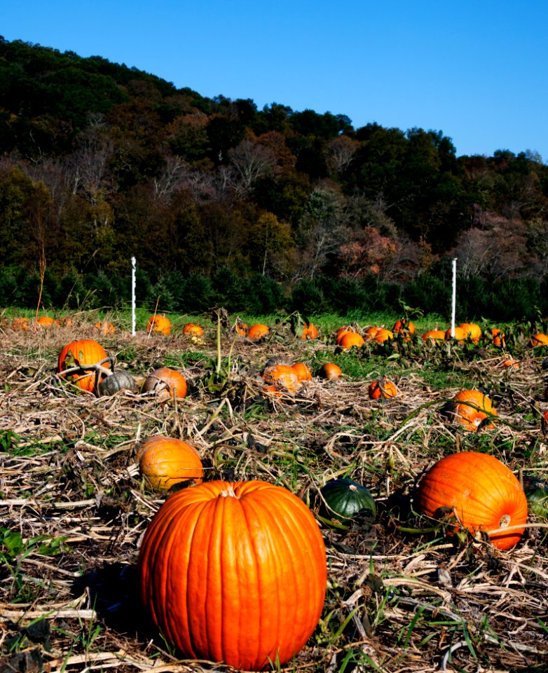 Pumpkin patch near Litchfield, Connecticut. Original image from Carol M. Highsmith’s America, Library of Congress collection.