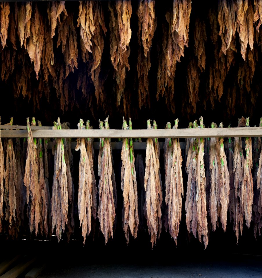Tobacco Barns in Suffield, Connecticut. Original image from Carol M. Highsmith’s America, Library of Congress collection.