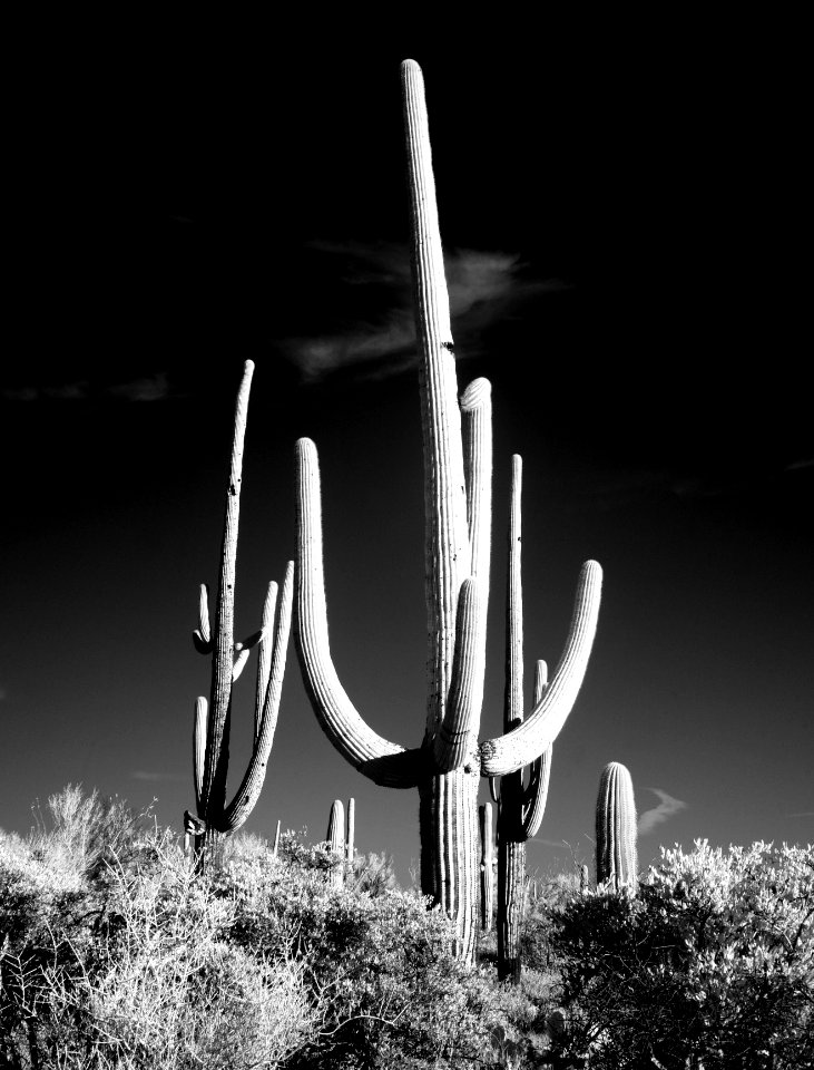 Saguaro Cactus near Tucson, Arizona. Original image from Carol M. Highsmith’s America, Library of Congress collection. photo