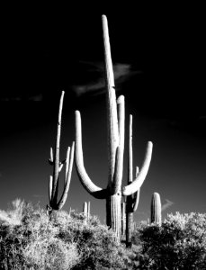 Saguaro Cactus near Tucson, Arizona. Original image from Carol M. Highsmith’s America, Library of Congress collection.