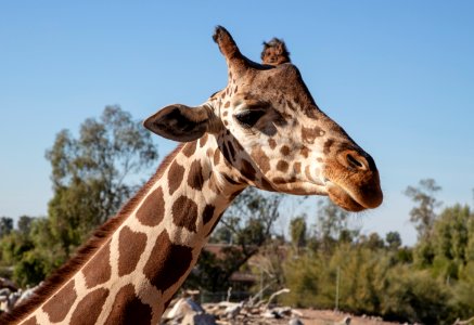 Giraffe at the Phoenix Zoo in Phoenix, Arizona. Opened in 1962, it is the largest privately owned, nonprofit zoo in the United States. The zoo was founded by Robert Maytag, a member of the family that owned a famous appliance company. It displays more than 1,400 animals and contains 2.5 miles of walking trails through four main themed areas. Original image from Carol M. Highsmith’s America, Library of Congress collection. photo