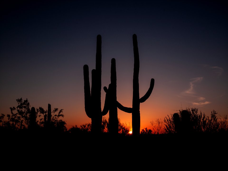 Saguaro cacti at sunset outside Tucson, Arizona. Original image from Carol M. Highsmith’s America, Library of Congress collection. photo
