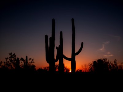 Saguaro cacti at sunset outside Tucson, Arizona. Original image from Carol M. Highsmith’s America, Library of Congress collection. photo