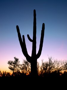Saguaro Cactus near Tucson in Arizona, USA. Original image from Carol M. Highsmith’s America, Library of Congress collection.