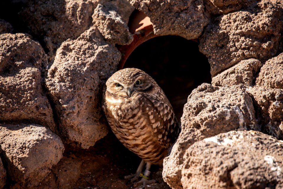A young burrowing owl has found a haven — conviently provided in a piece of storm pipe at the Phoenix Zoo in Phoenix, Arizona. This species, which favors deserts and grasslands, is adept on the ground but does fly. It favors land operations in fall and winter, during breeding and chick-raising seasons. Opened in 1962, the Phoenix Zoo is the largest privately owned, nonprofit zoo in the United States. The zoo was founded by Robert Maytag, a member of the family that owned a famous appliance company. It displays more than 1,400 animals and contains 2.5 miles of walking trails through four main themed areas. Original image from Carol M. Highsmith’s America, Library of Congress collection.