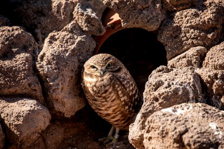 A young burrowing owl has found a haven — conviently provided in a piece of storm pipe at the Phoenix Zoo in Phoenix, Arizona. This species, which favors deserts and grasslands, is adept on the ground but does fly. It favors land operations in fall and winter, during breeding and chick-raising seasons. Opened in 1962, the Phoenix Zoo is the largest privately owned, nonprofit zoo in the United States. The zoo was founded by Robert Maytag, a member of the family that owned a famous appliance company. It displays more than 1,400 animals and contains 2.5 miles of walking trails through four main themed areas. Original image from Carol M. Highsmith’s America, Library of Congress collection. photo