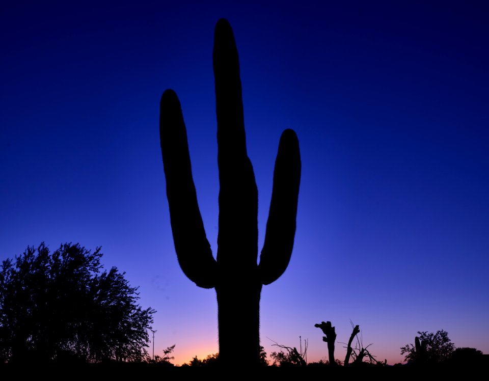 A saguaro cactus dominates the scene at dusk in the garden of the White Stallion Ranch, a dude ranch outside Tucson, Arizona. Original image from Carol M. Highsmith’s America, Library of Congress collection.