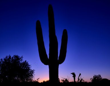 A saguaro cactus dominates the scene at dusk in the garden of the White Stallion Ranch, a dude ranch outside Tucson, Arizona. Original image from Carol M. Highsmith’s America, Library of Congress collection. photo
