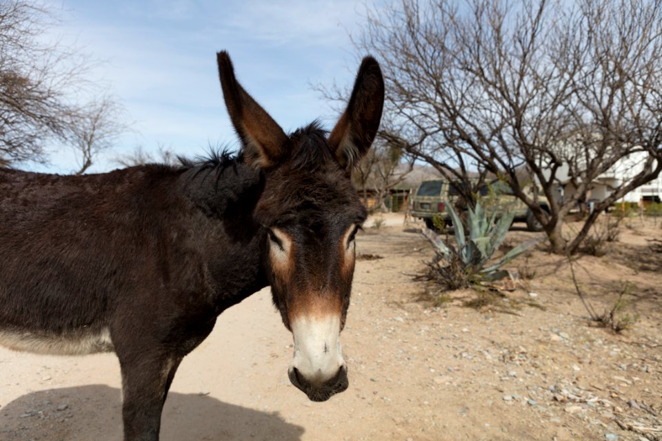 One of several four-legged residents of the Forever Home Donkey Rescue & Sanctuary, a private facility in the Cochise County desert, several miles north of Benson, Arizona. "Each animal has a different story" of abuse, neglect, or abandonment, the sanctuary's staff and volunteers tell visitors. Original image from Carol M. Highsmith’s America, Library of Congress collection.