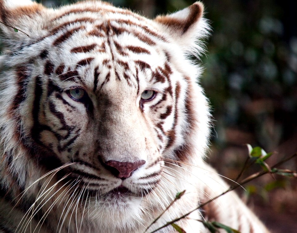 White Bengal tiger at the Montgomery Zoo, it was established in 1920 as part of Oak Park. Original image from Carol M. Highsmith’s America, Library of Congress collection.