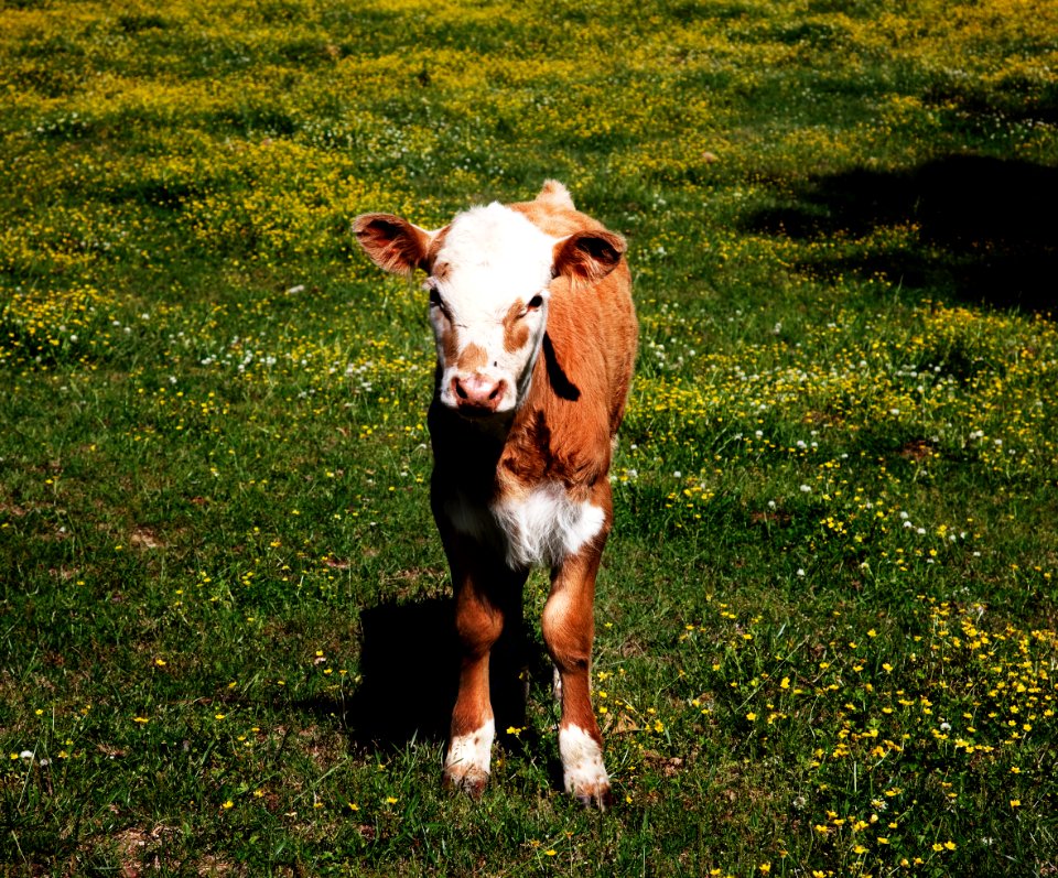 Young calf standing in a field in rural Alabama. Original image from Carol M. Highsmith’s America, Library of Congress collection.
