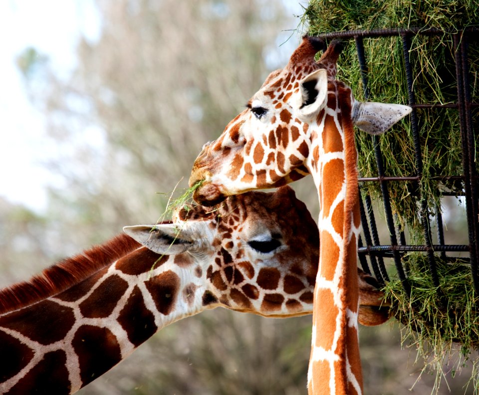 Giraffe couple at The Montgomery Zoo in Oak Park. Original image from Carol M. Highsmith’s America, Library of Congress collection.