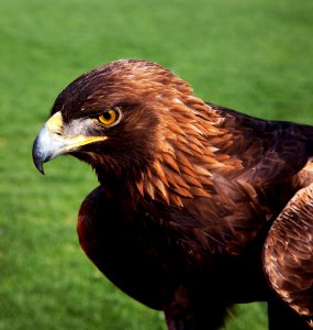 The golden eagle that flies at the Auburn University's football game every year. Original image from Carol M. Highsmith’s America, Library of Congress collection. photo
