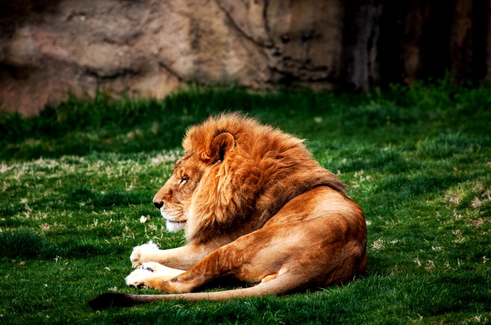 Lions at The Montgomery Zoo in Oak Park. Original image from Carol M. Highsmith’s America, Library of Congress collection.