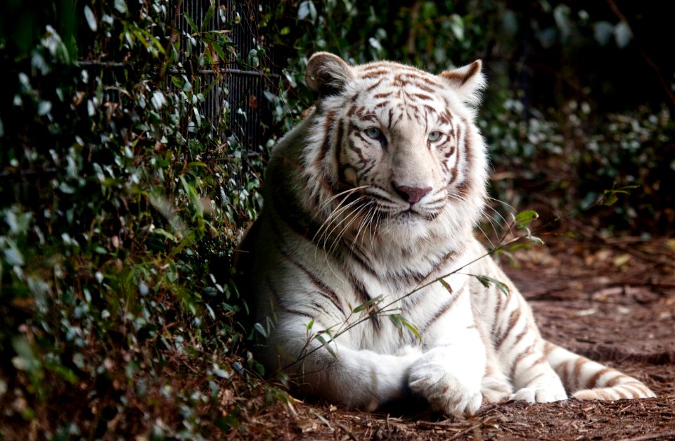 White Bengal tiger at the Montgomery Zoo, it was established in 1920 as part of Oak Park. Original image from Carol M. Highsmith’s America, Library of Congress collection.