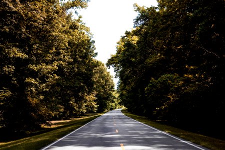 Natchez Trace parkway in Florence, Alabama. Old Mammoth Road. Original image from Carol M. Highsmith’s America, Library of Congress collection.