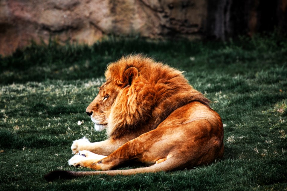 Lions at The Montgomery Zoo in Oak Park. Original image from Carol M. Highsmith’s America, Library of Congress collection.