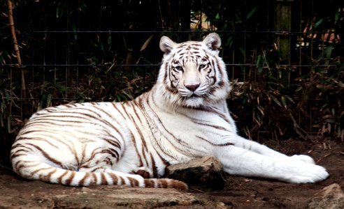 White Bengal tiger at the Montgomery Zoo, it was established in 1920 as part of Oak Park. Original image from Carol M. Highsmith’s America, Library of Congress collection. photo