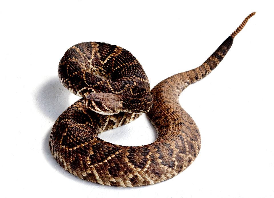 Rattlesnake Rodeo in Opp, Alabama. Original image from Carol M. Highsmith’s America, Library of Congress collection.