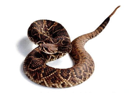 Rattlesnake Rodeo in Opp, Alabama. Original image from Carol M. Highsmith’s America, Library of Congress collection. photo